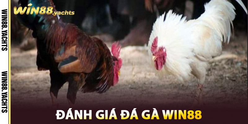 Đá Gà WIN88 – Cuộc Chiến Của Những Chiến Kê Huyền Thoại 3 Đánh giá Đá Gà WIN88