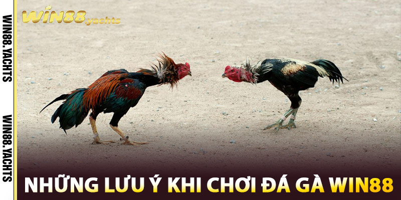 Đá Gà WIN88 – Cuộc Chiến Của Những Chiến Kê Huyền Thoại 2 Những lưu ý khi chơi Đá Gà WIN88
